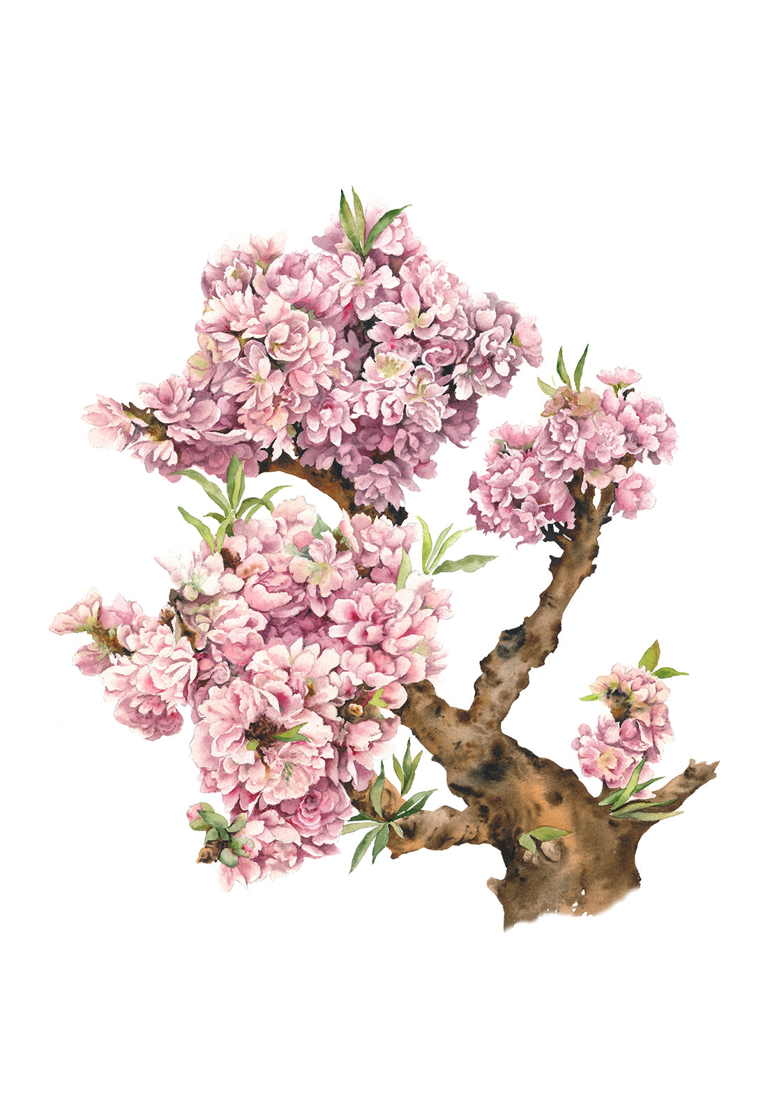 Blossom Tree Bonsai