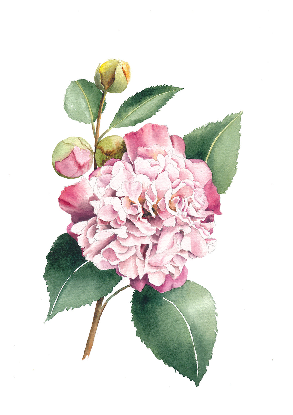 Camellia Rose