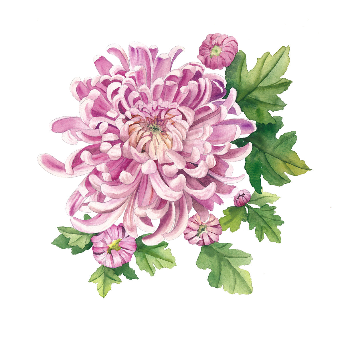 Chrysanthemum