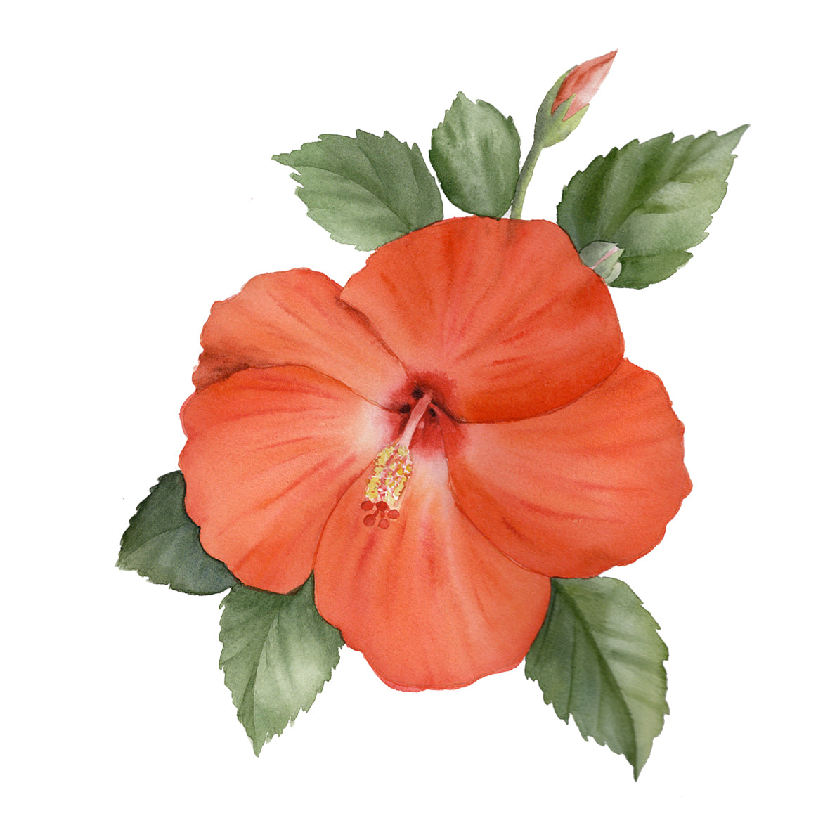 Hibiscus