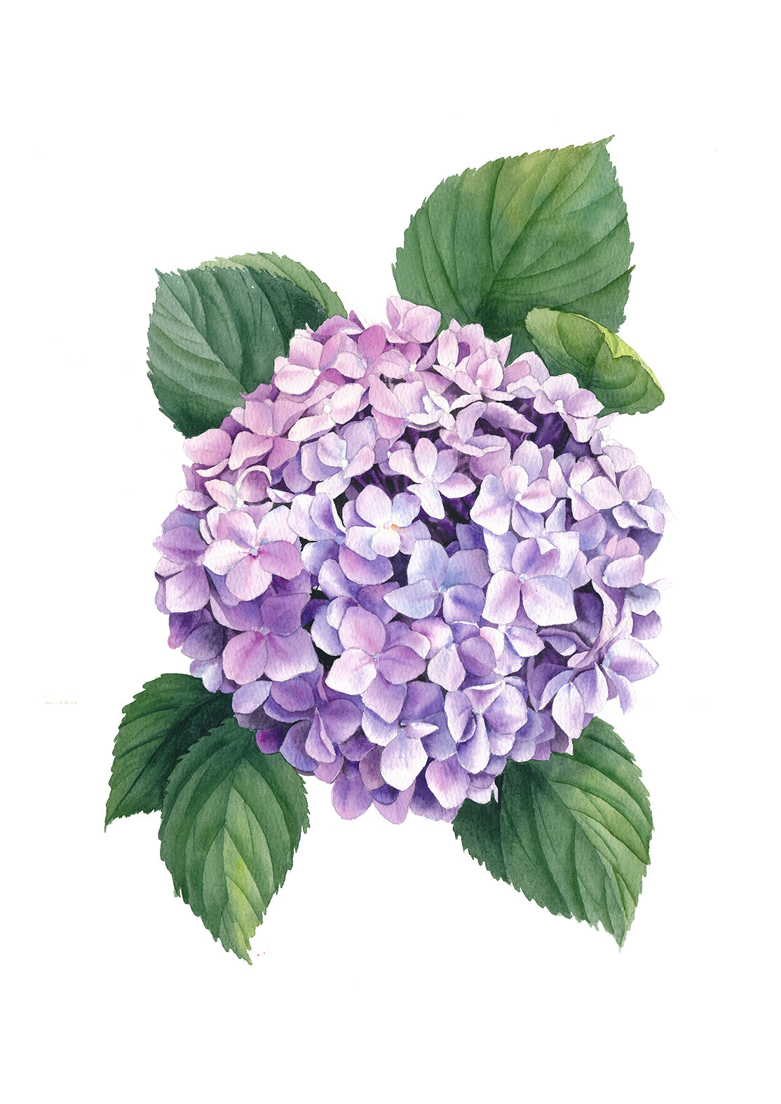 Hydrangeas