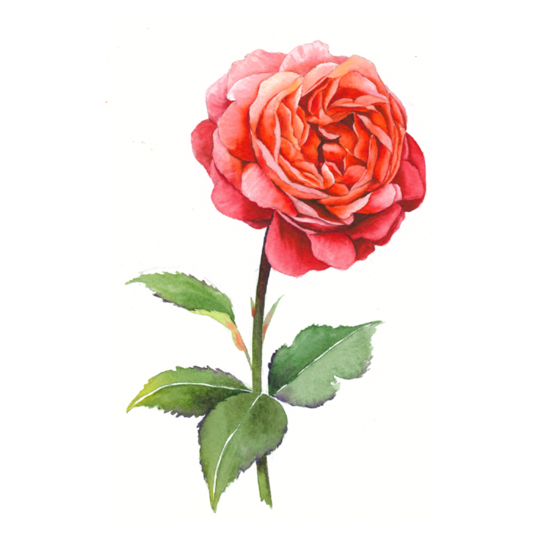 Flower Stencils (A4 Size)