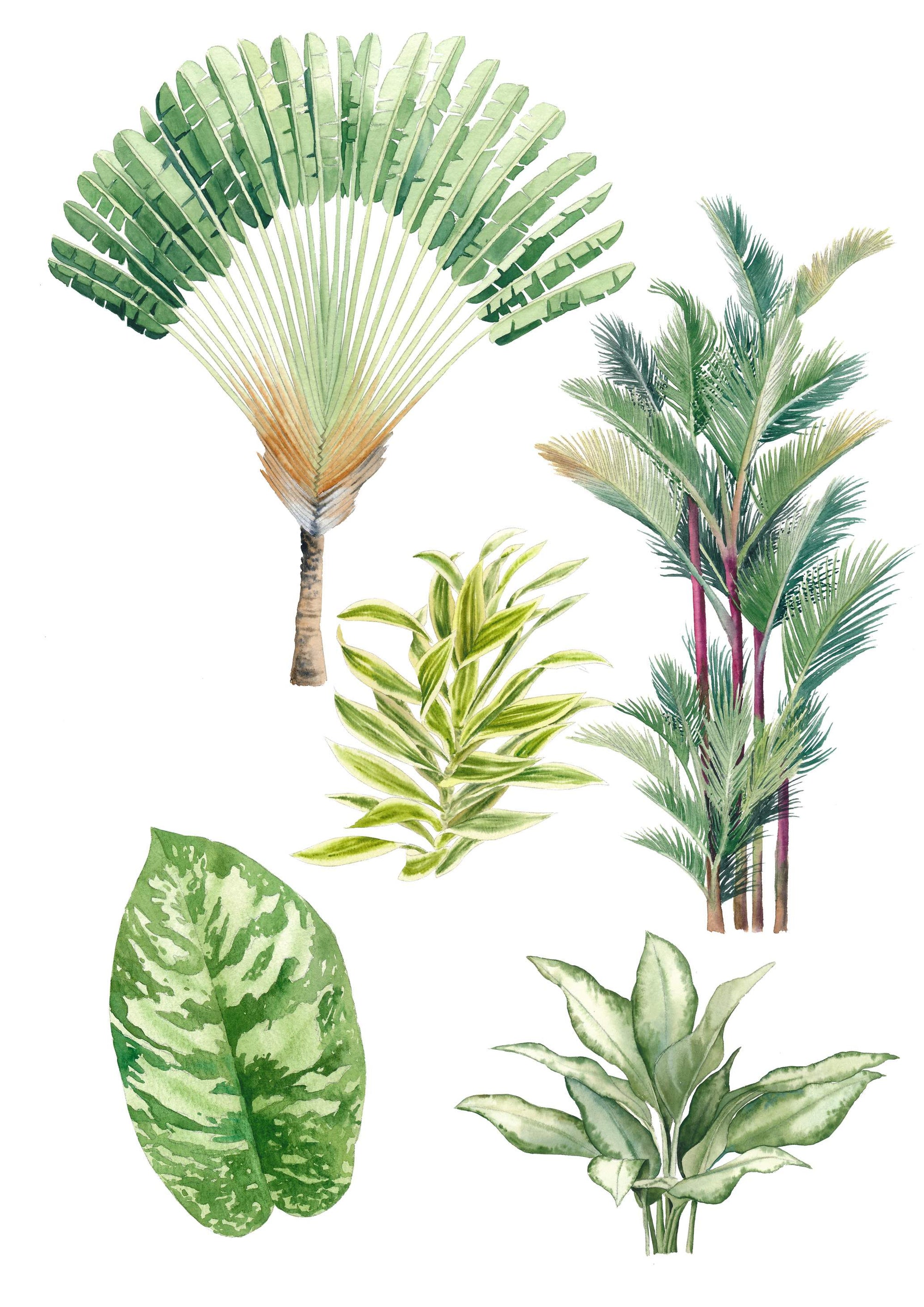 Festive Watercolour Classes: The Tropical Plants Edition