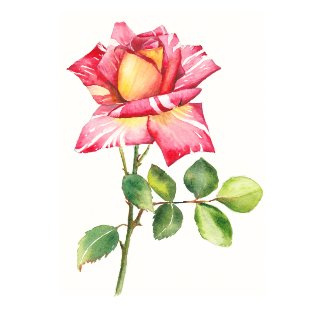 Flower Stencils (A4 Size)