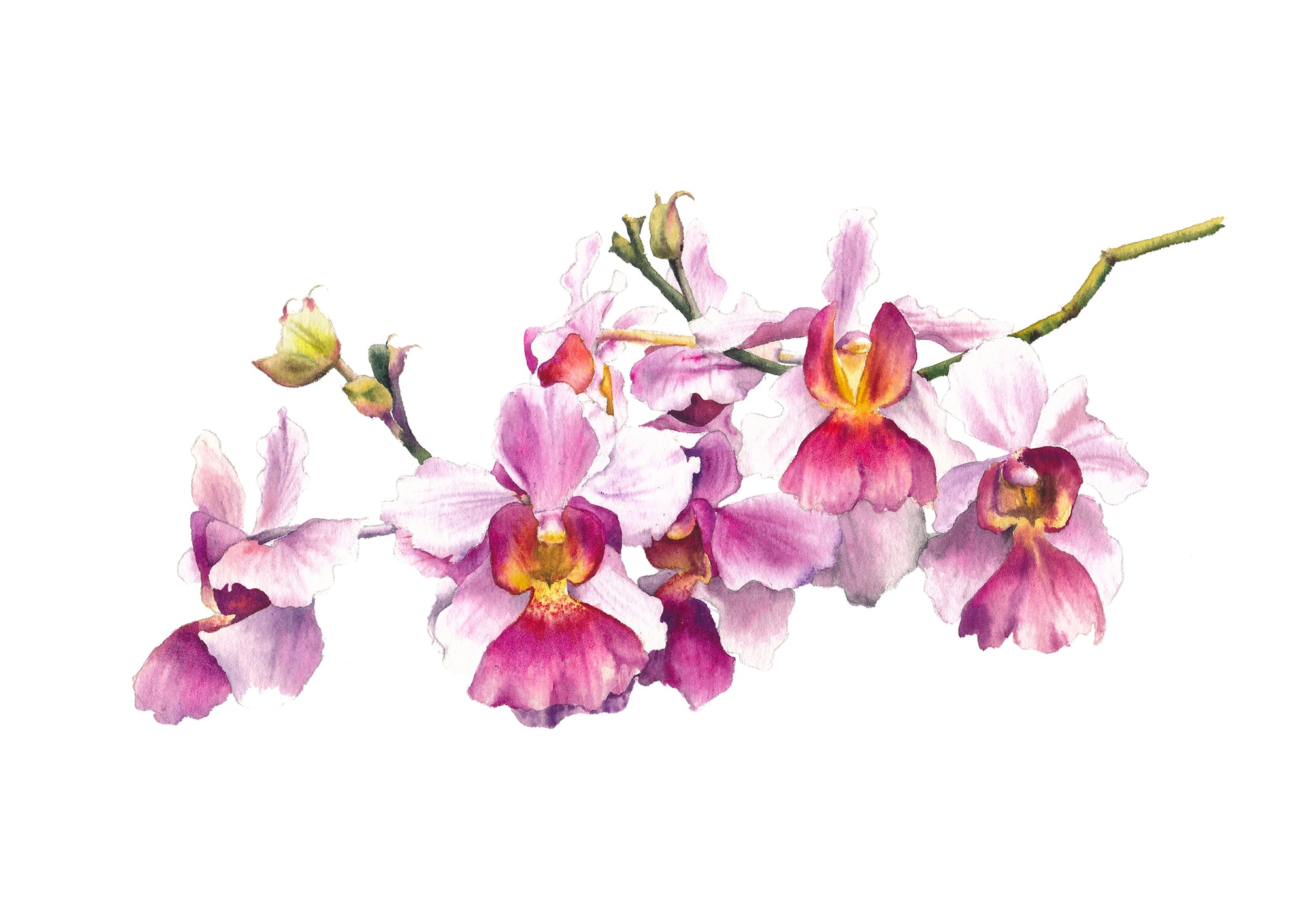 Vanda Miss Joaquim Blooms Watercolour Workshop