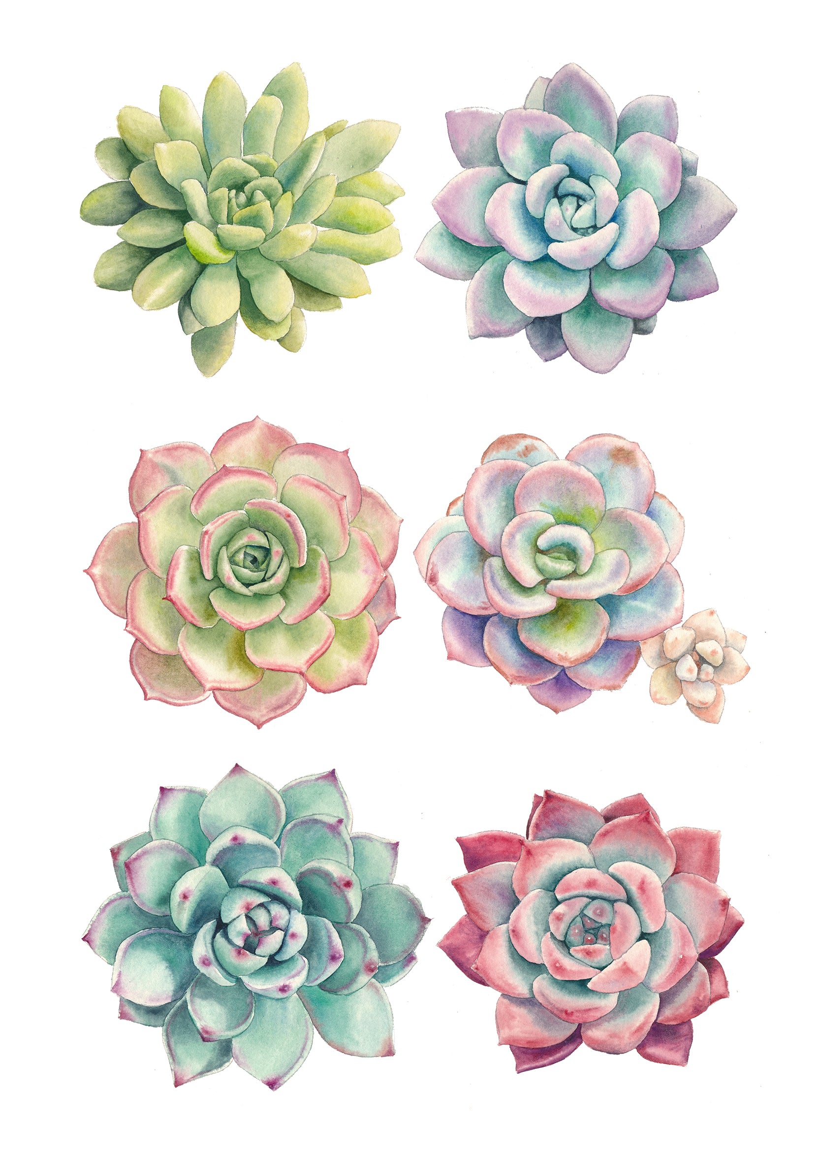 Succulents Watercolour Workshop