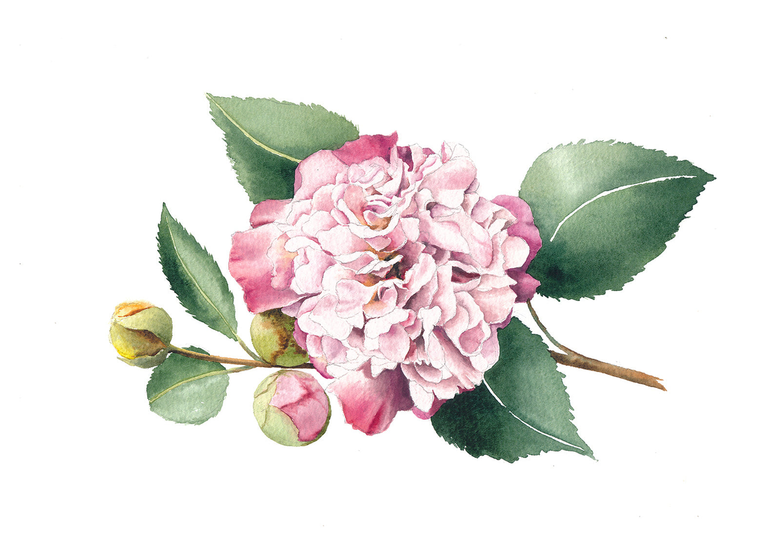 Pink wedding flower with green leaves on a white background