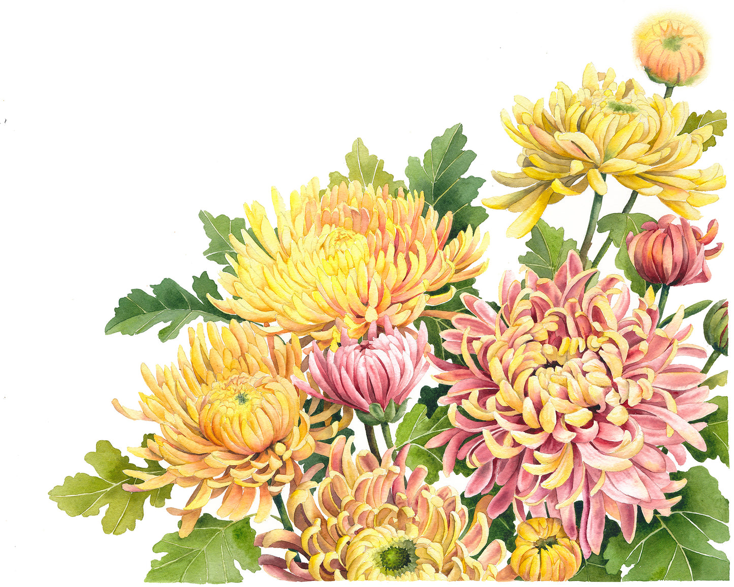 Chrysanthemums in Bloom