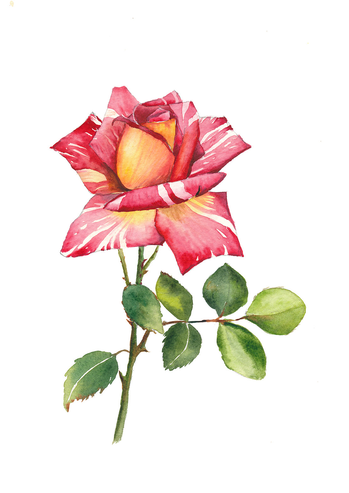 English Rose