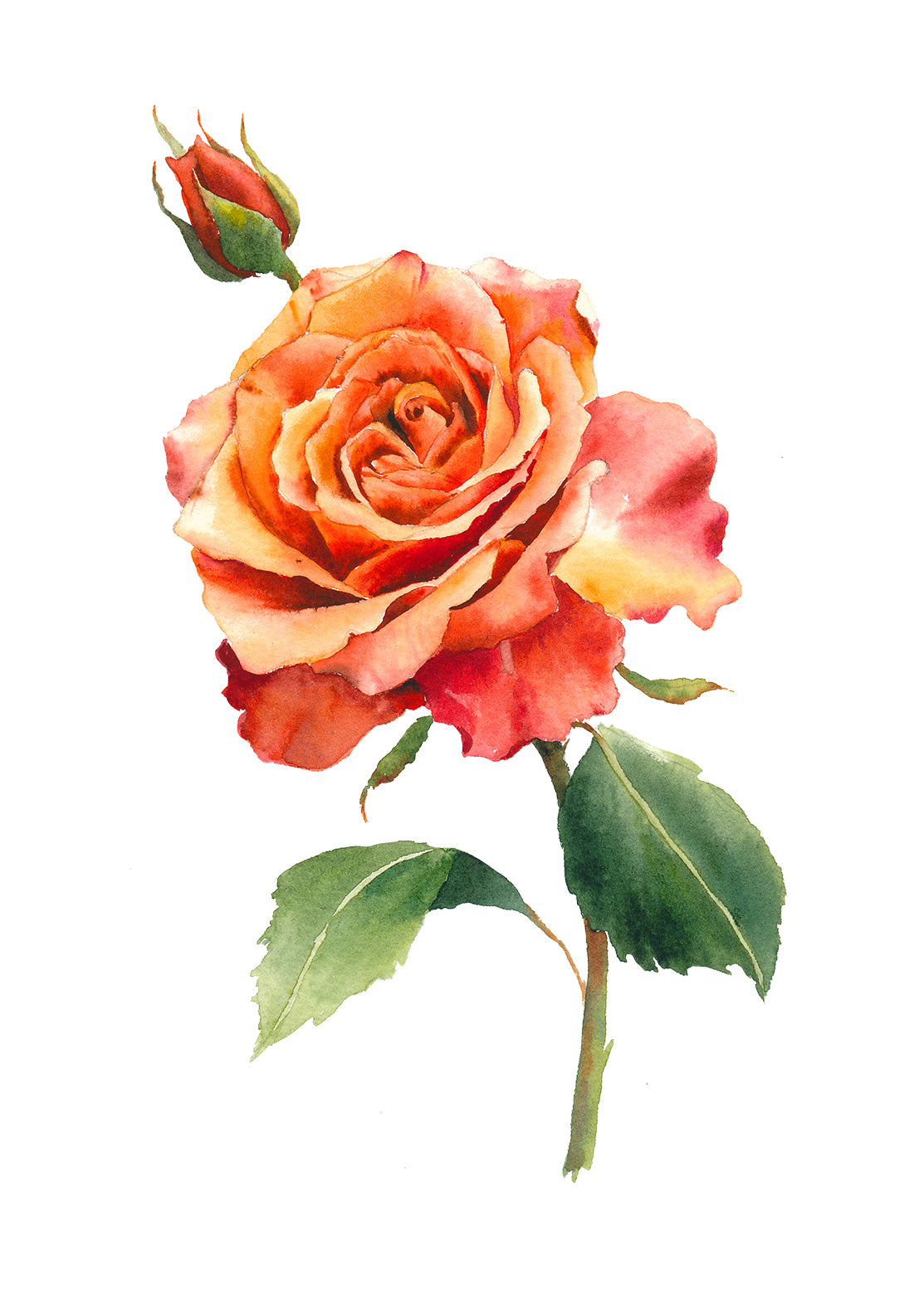 Modern Garden Rose (Crimson)