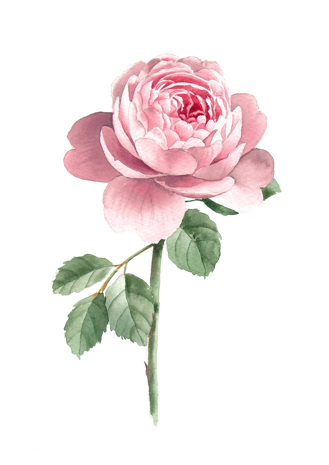 Modern Garden Rose (Light Blush)