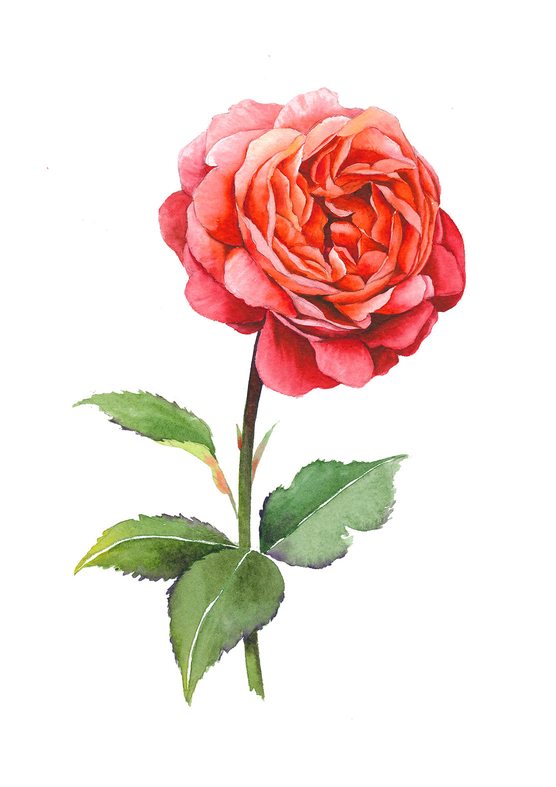 Old Garden Rose (Orange)