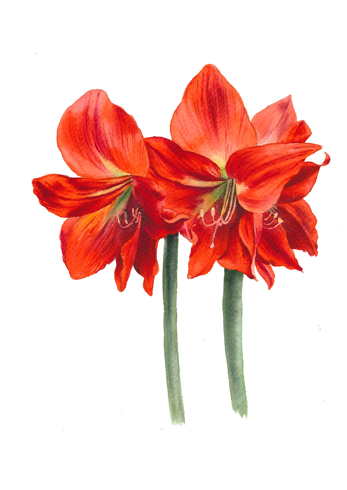 Orange Sovereign Amaryllis