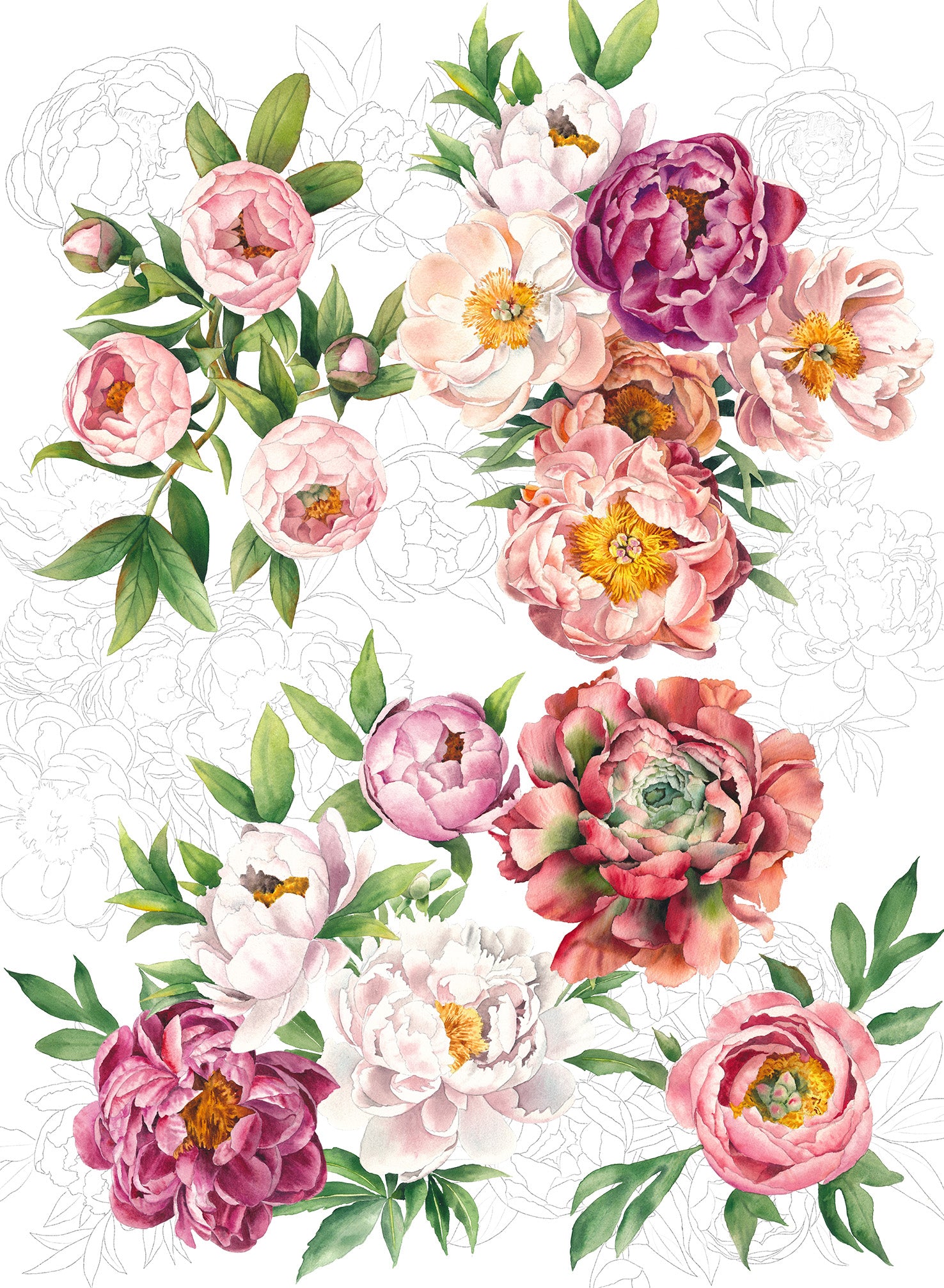 Peonies in Bloom