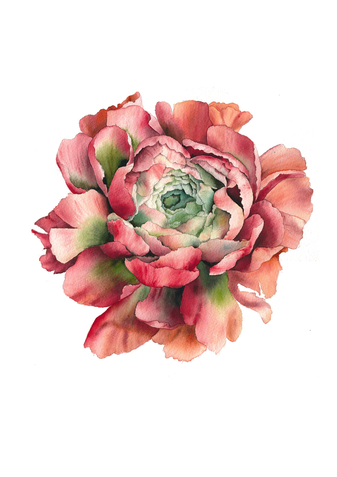 Red Peony