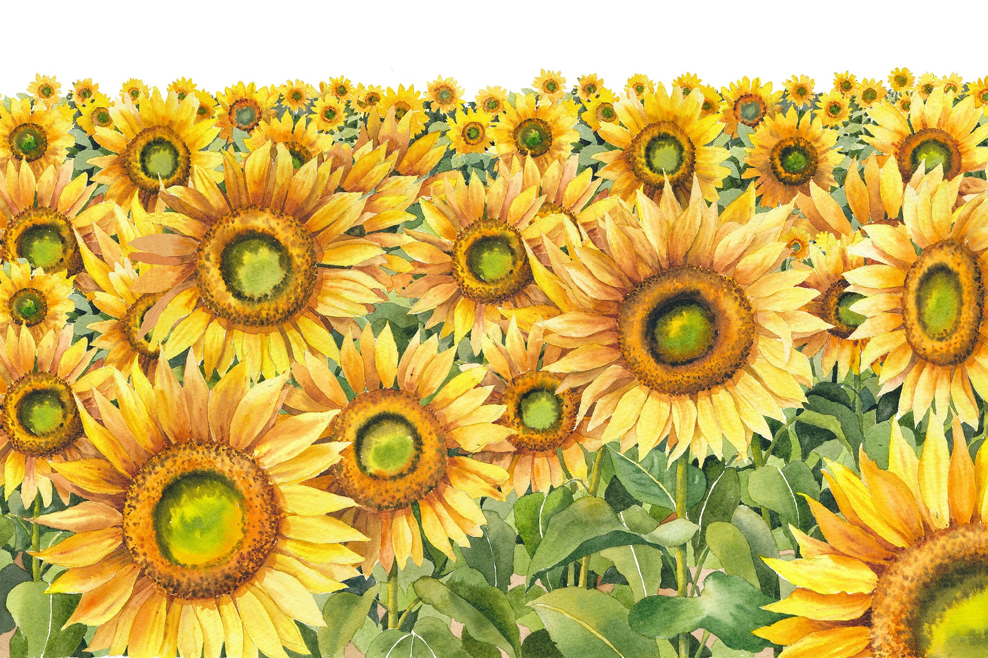 Sunflowers Field