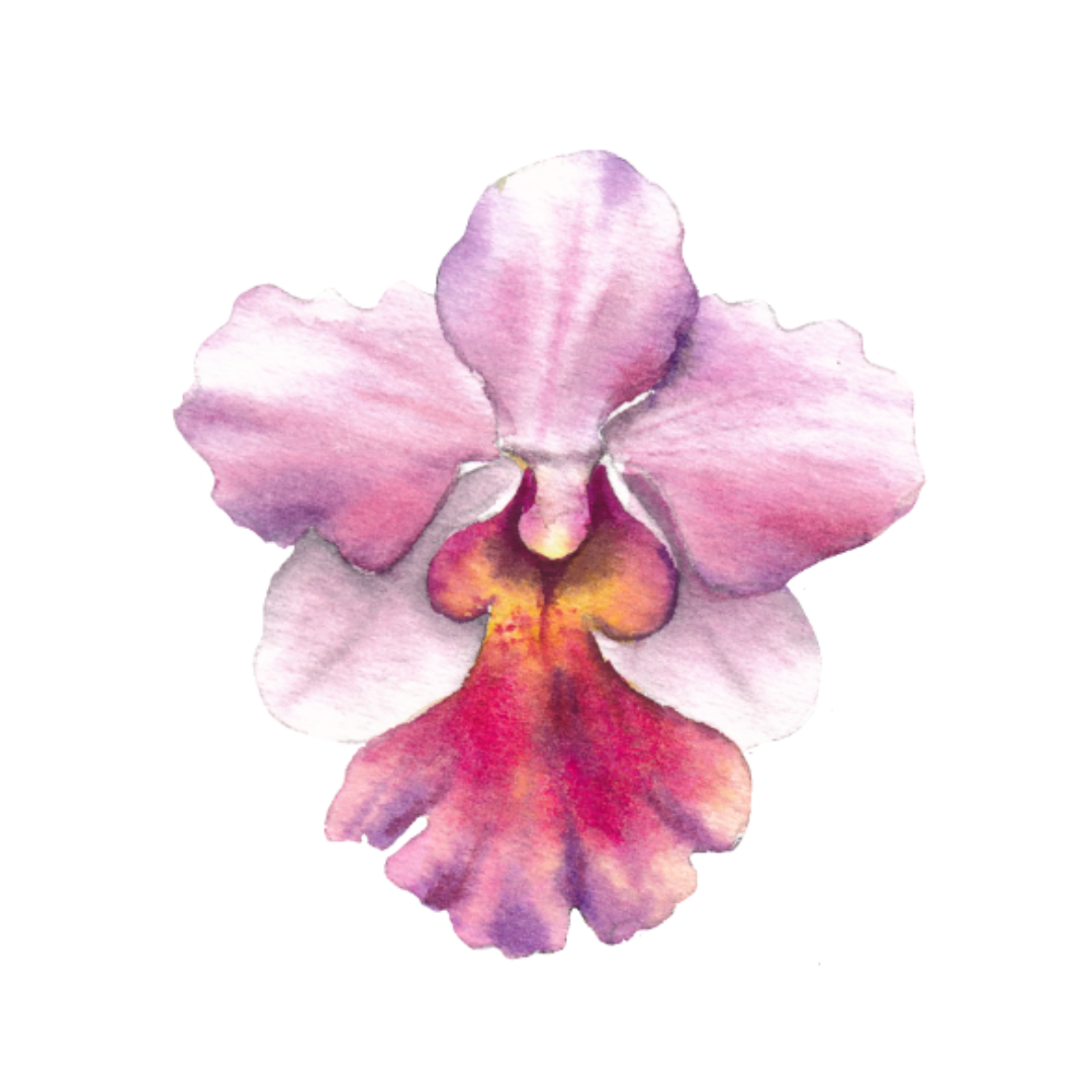 Vanda Miss Joaquim Stencil (A4 Size)