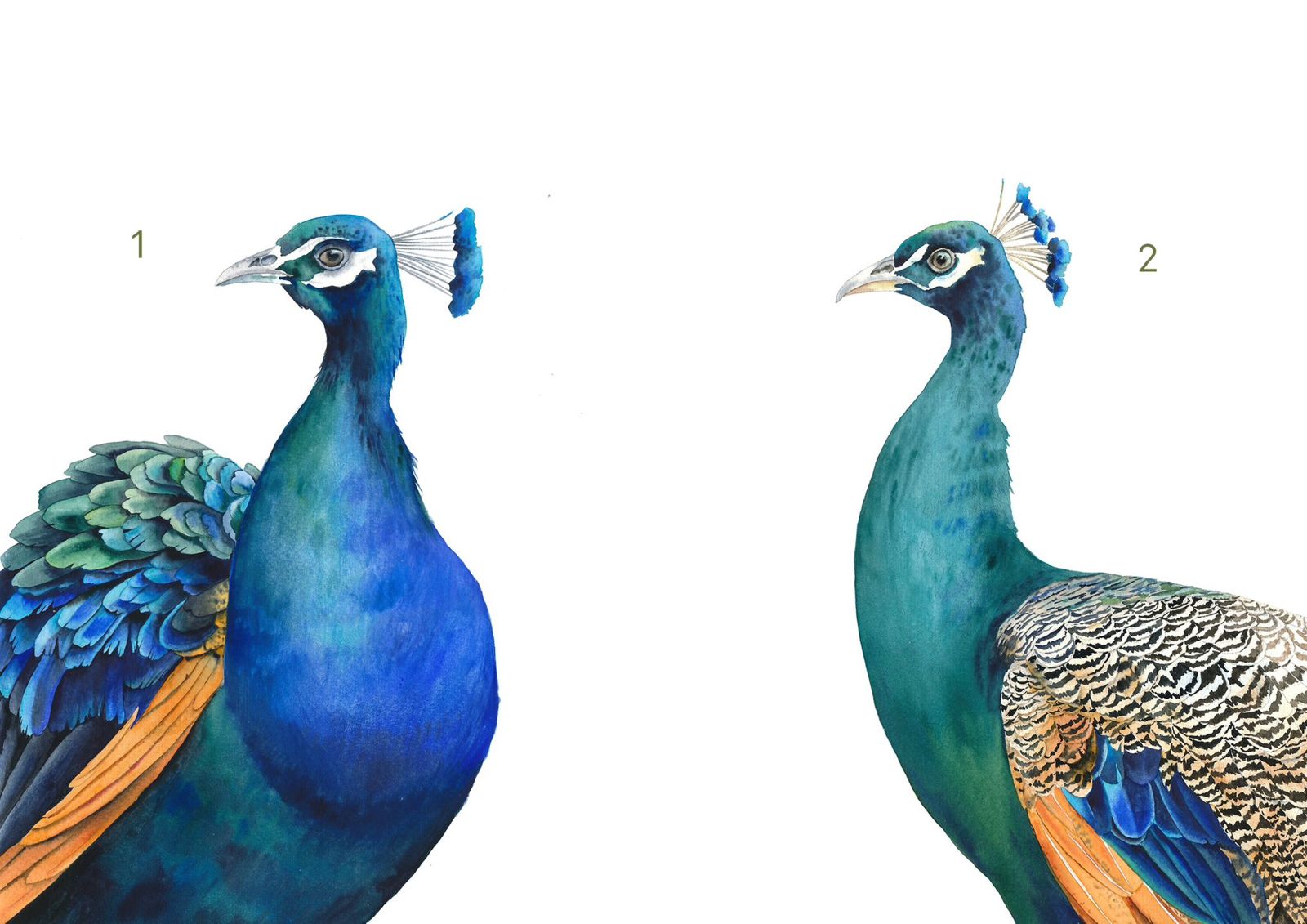 Peacock Watercolour Class