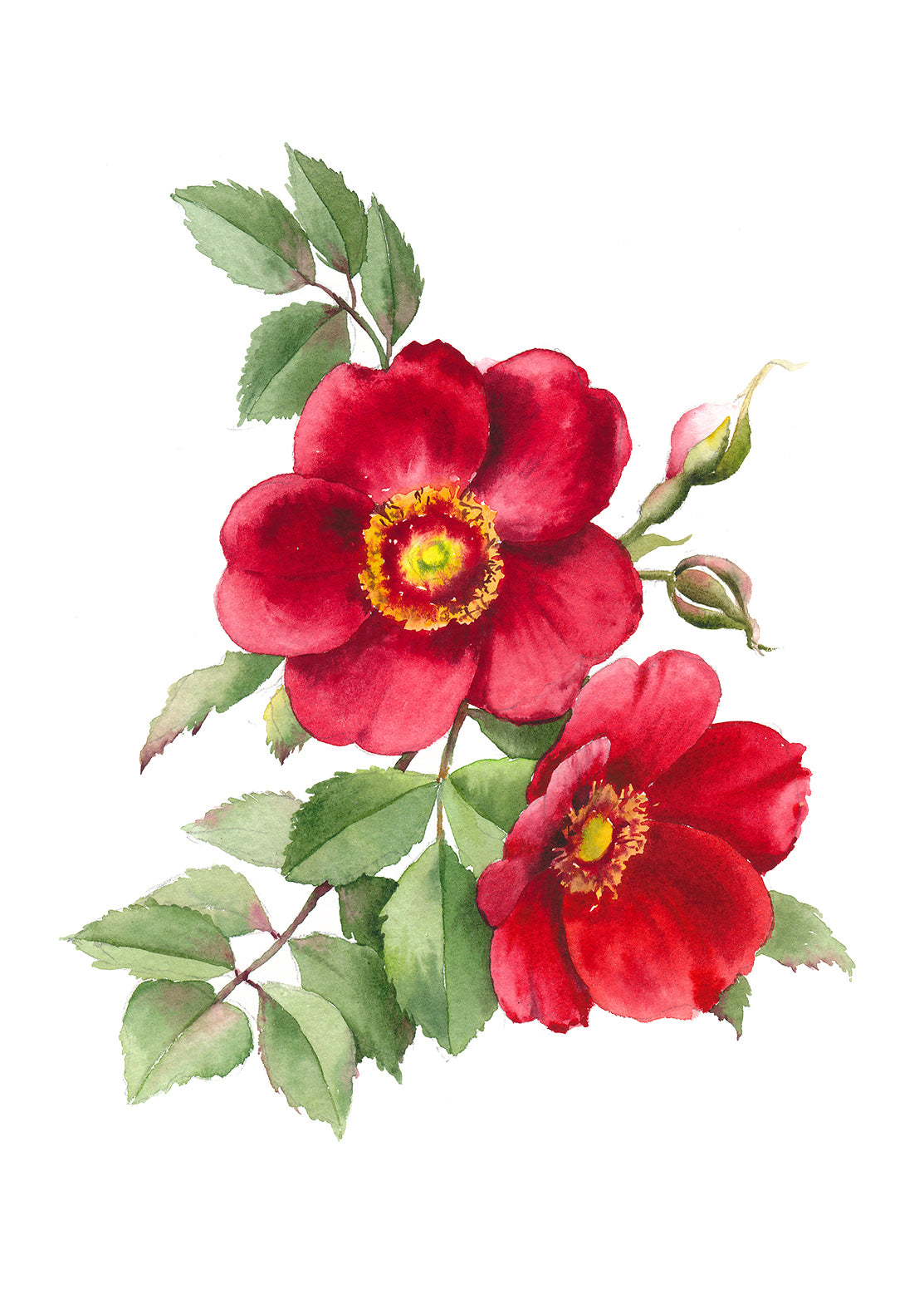 Wild Rose
